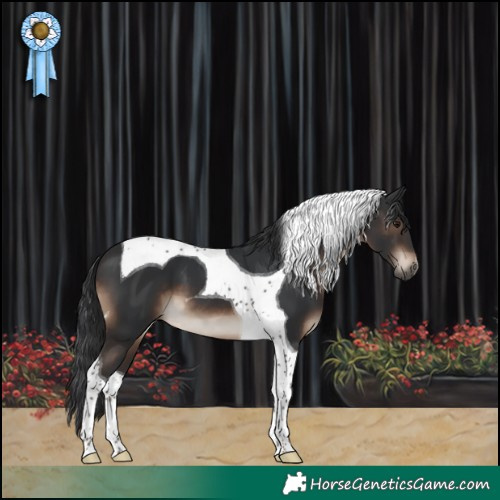 Horse Color:Brown Tobiano 