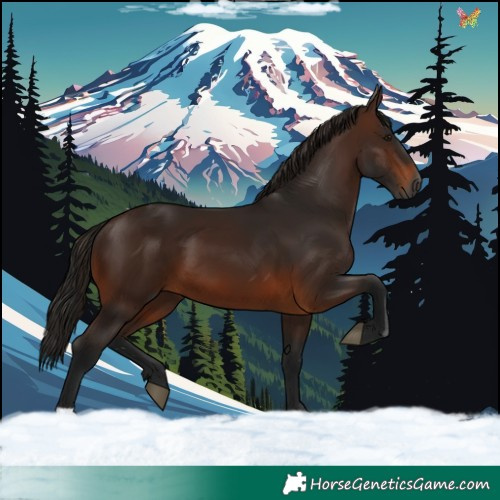 Horse Color:Gray Bay 