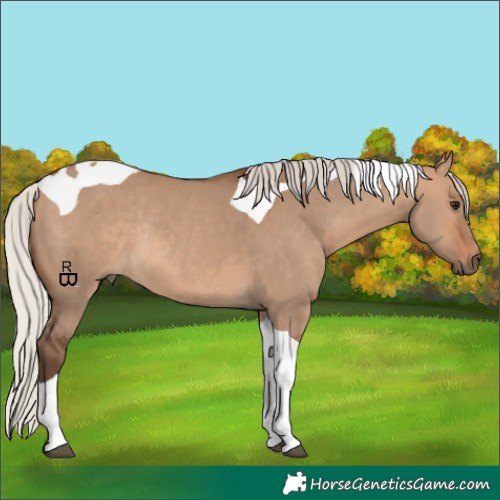 Horse Color:Silver Brown Dun Tobiano Rabicano 