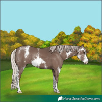 Horse Color:Silver Black Sabino