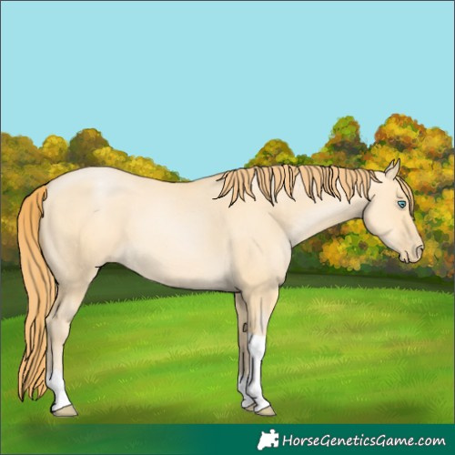 Horse Color:Buckskin Pearl Dun Tobiano 