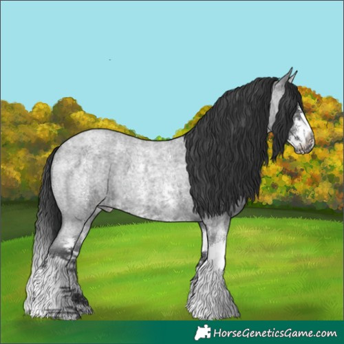 Horse Color:Blue Roan Sabino Splash Appaloosa 