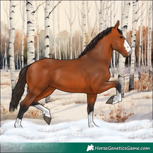 Horse Color:Bay 
