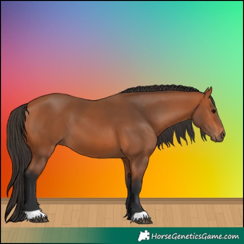 Horse Color:Bay 