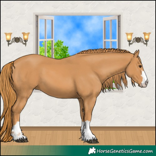 Horse Color:Chestnut 