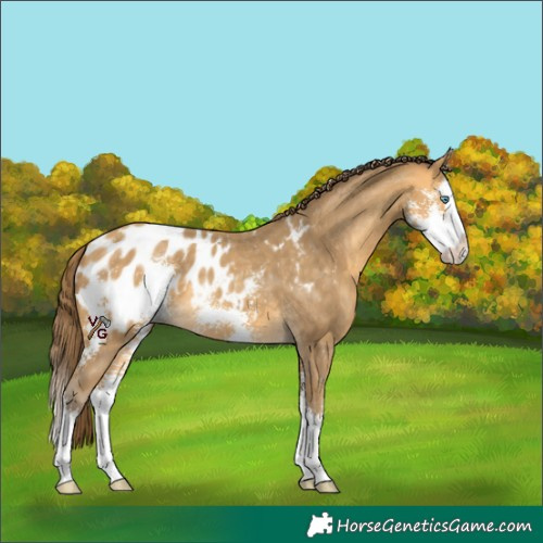 Horse Color:Amber Cream Champagne Sabino Splash Appaloosa 