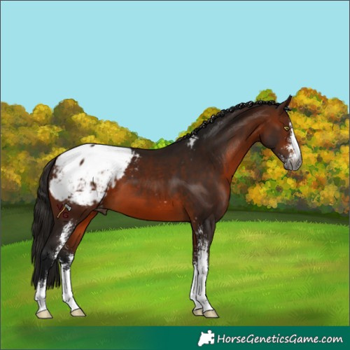 Horse Color:Gray Bay Sabino Appaloosa 
