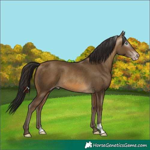 Horse Color:Gray Amber Cream Champagne 
