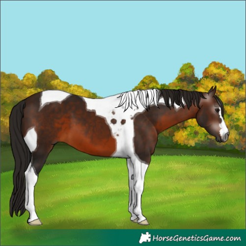 Horse Color:Gray Bay Tobiano 