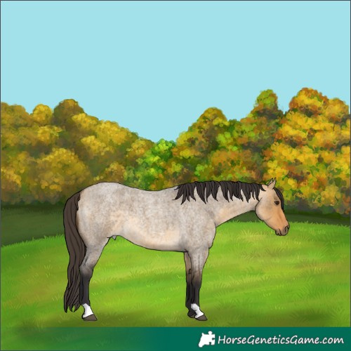 Horse Color:Buckskin Roan Dun 