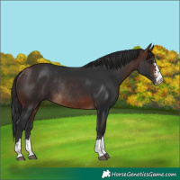 Horse Color:Brown Rabicano  and Brown Rabicano 