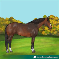 Horse Color:Bay Rabicano and Bay Rabicano