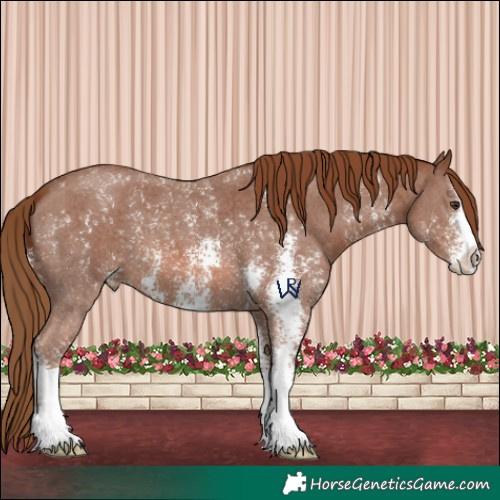 Horse Color:Chestnut Sabino
