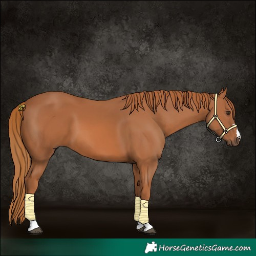 Horse Color:Chestnut 
