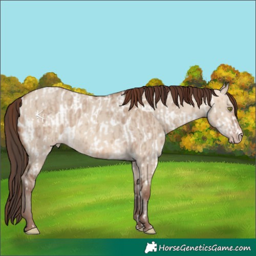 Horse Color:Amber Champagne Dun Appaloosa  and Amber Champagne Dun 