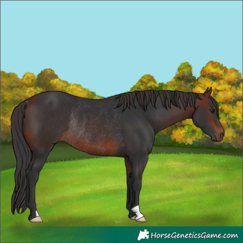 Horse Color:Brown Rabicano 