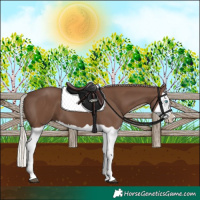 Horse Color:Silver Black Splash 
