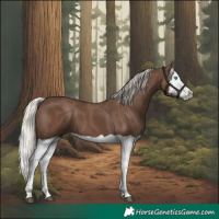 Horse Color:Silver Black Splash