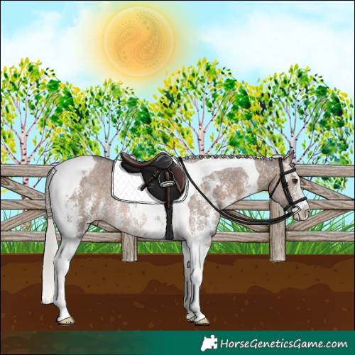 Horse Color:Silver Brown Dun Sabino Tobiano Appaloosa Rabicano