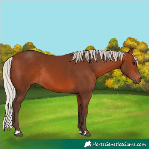 Horse Color:Silver Brown Rabicano 