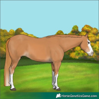 Horse Color:Chestnut Splash