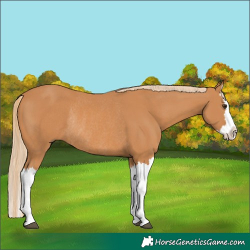 Horse Color:Chestnut Splash Rabicano 