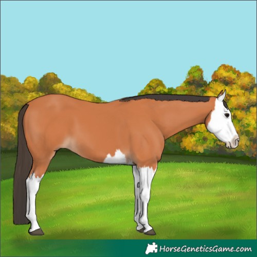 Horse Color:Bay Splash