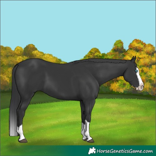 Horse Color:Black Splash 