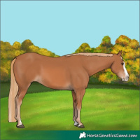 Horse Color:Chestnut Splash 