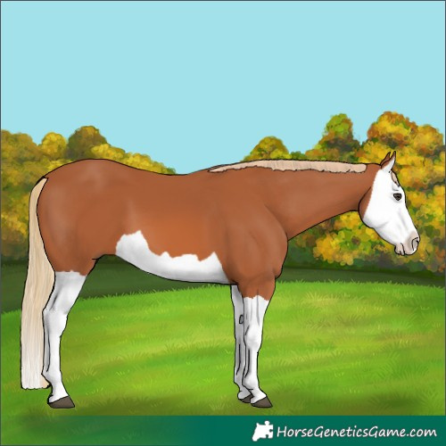 Horse Color:Chestnut Splash 