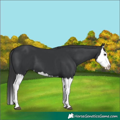 Horse Color:Black Splash
