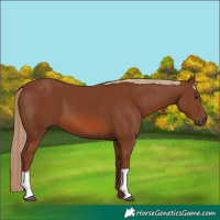 Horse Color:Chestnut 