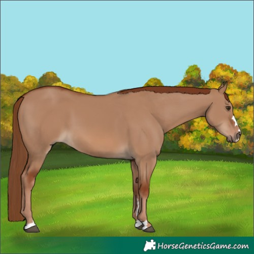 Horse Color:Red Dun 