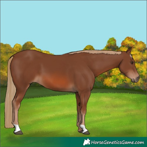Horse Color:Chestnut 