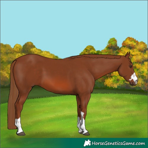 Horse Color:Chestnut 