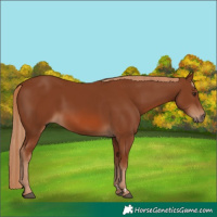 Horse Color:Chestnut 