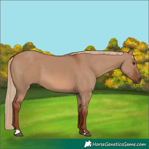 Horse Color:Red Dun 