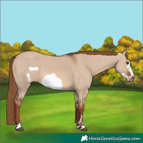 Horse Color:Red Dun Frame 