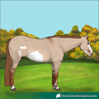 Horse Color:Red Dun Frame 