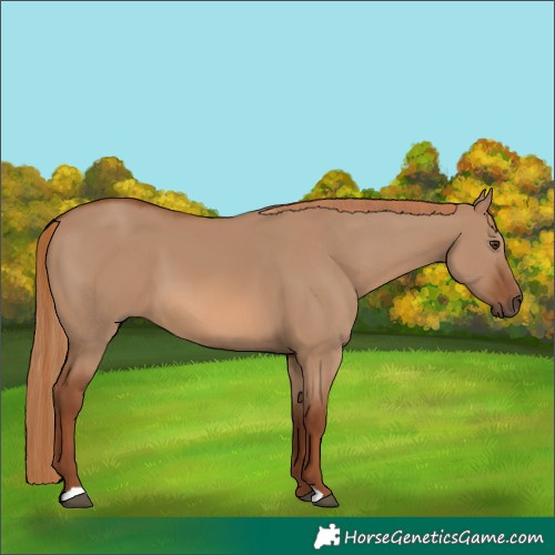 Horse Color:Red Dun 