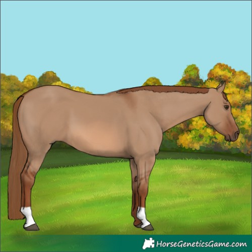 Horse Color:Red Dun 