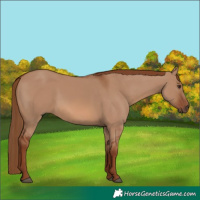 Horse Color:Red Dun 