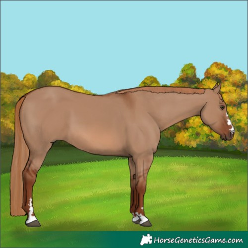 Horse Color:Red Dun 
