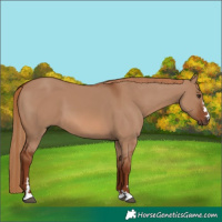 Horse Color:Red Dun