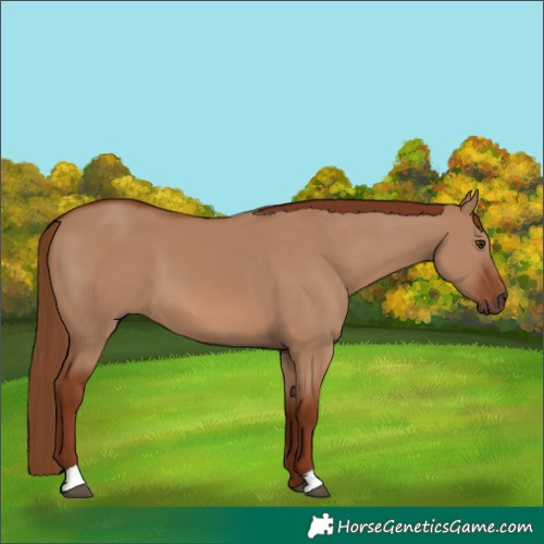 Horse Color:Red Dun 