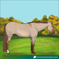 Horse Color:Red Dun 
