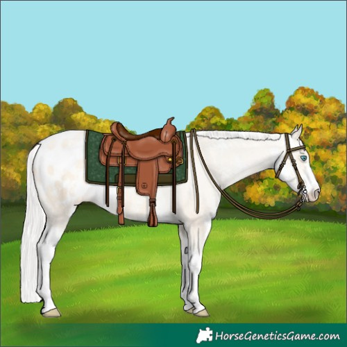 Horse Color:Silver Classic Cream Champagne Pearl Dun Sabino Appaloosa
