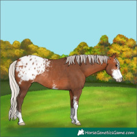 Horse Color:Silver Bay Sabino Blanket Rabicano