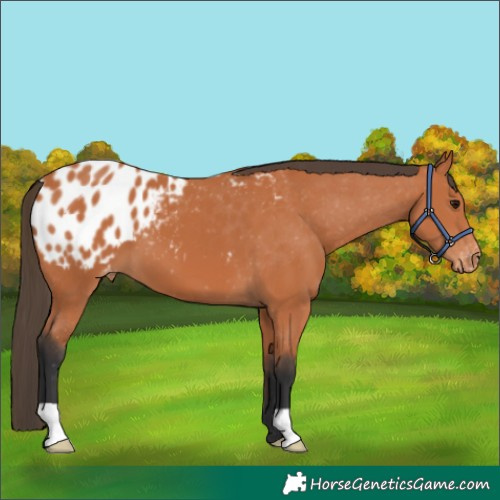 Horse Color:Bay Blanket 