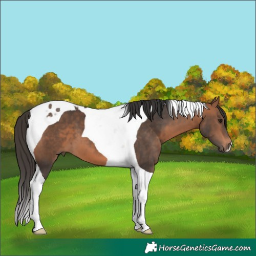 Horse Color:Bay Tobiano 
